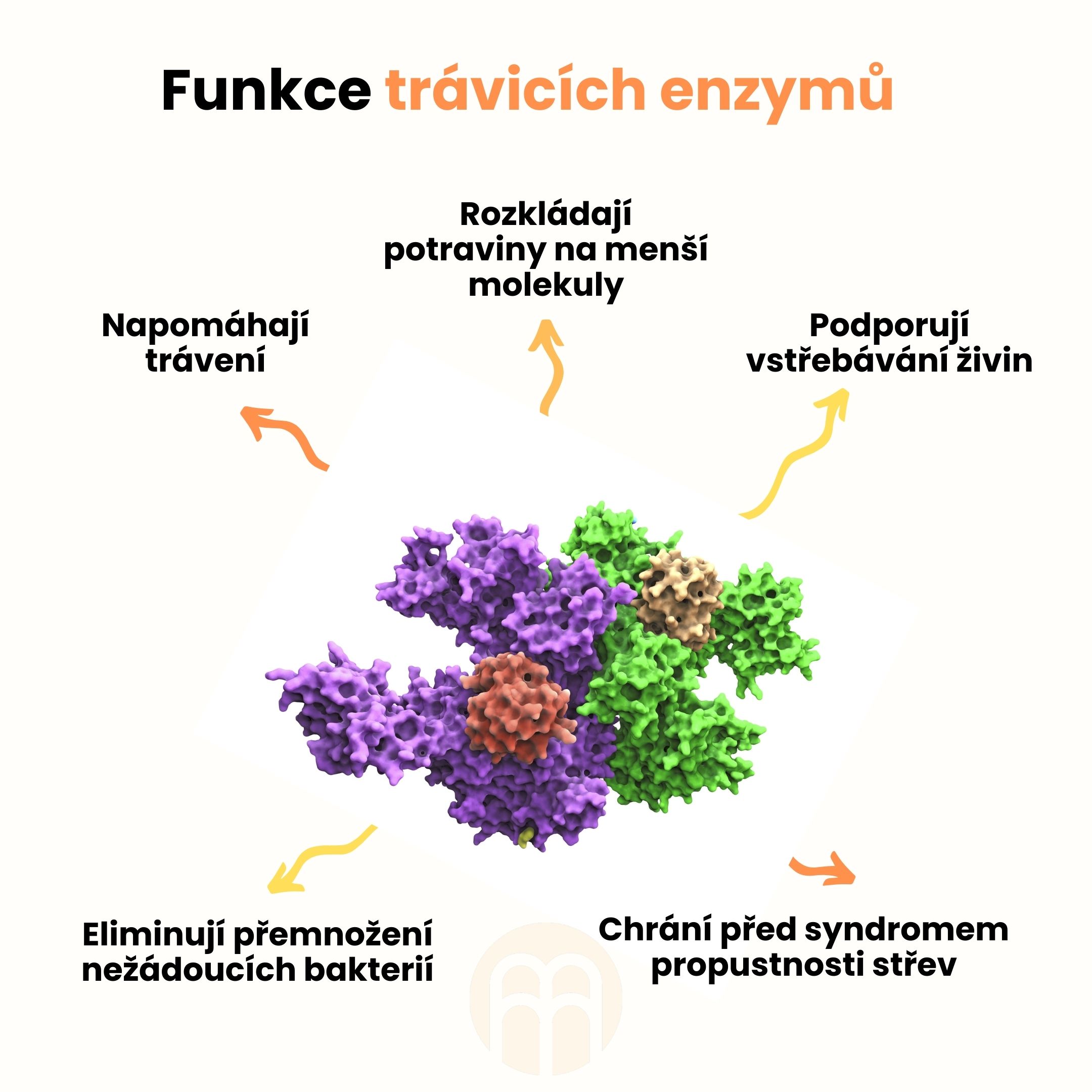 Funkce trávicích enzymů